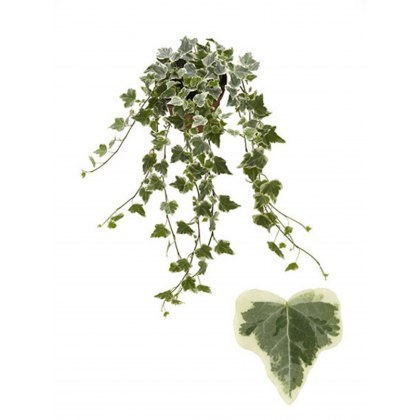 Hedera hel White Wonder 13cm