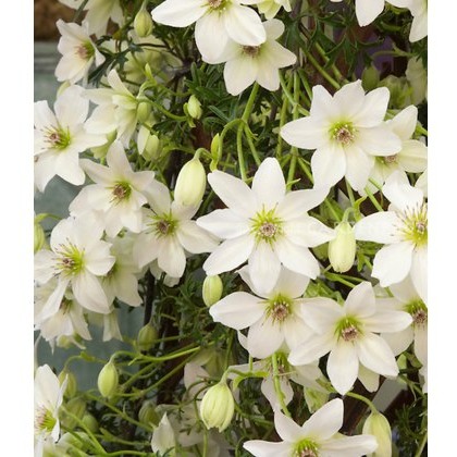 Clematis Early Sensation 2L Clematis Early Sensation 2L
