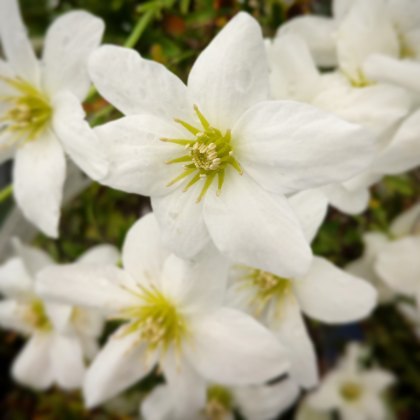 Clematis x cartmanii Joe 2L Clematis x cartmanii Joe 2L