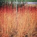 Cornus sanguinea Winter Beauty 3L Cornus sanguinea Winter Beauty 3L