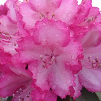 HARDY HYBRID RHODODENDRON XXL 7.5L