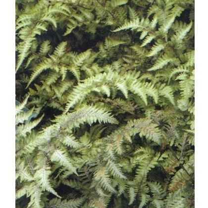 HARDY FERN Athyrium niponicum var. pictum 2L HARDY FERN Athyrium niponicum var. pictum 2L