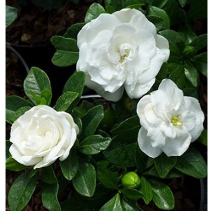 Gardenia jasminoides Crown Jewels 3L Gardenia jasminoides Crown Jewels 3L