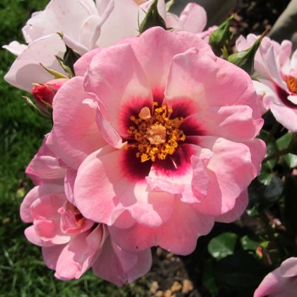 Rose Angel Eyes 3Ldp Rose Angel Eyes 3Ldp