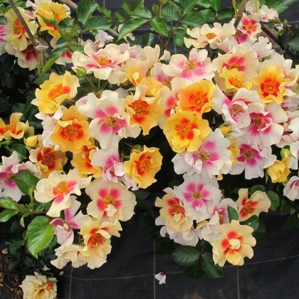 Rose Eye of the Tiger 3Ldp Rose Eye of the Tiger 3Ldp