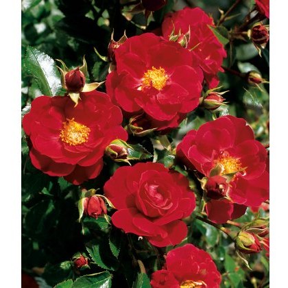 Rose Flower Carpet Ruby 3Ldp Rose Flower Carpet Ruby 3Ldp