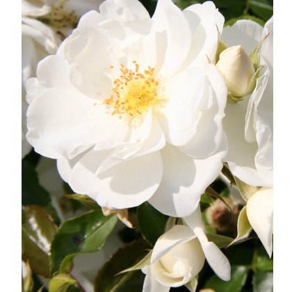 Rose Flower Carpet White 3Ldp Rose Flower Carpet White 3Ldp