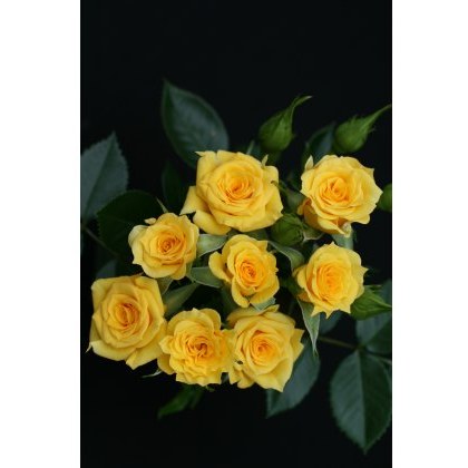 Rose Flower Power Gold 3Ldp Rose Flower Power Gold 3Ldp