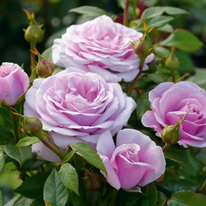 Rose Hopes And Dreams 3Ldp Rose Hopes And Dreams 3Ldp