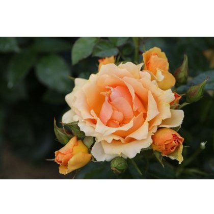 Rose Queen Bee 3Ldp Rose Queen Bee 3Ldp