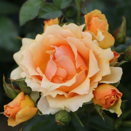 Rose Queen Bee 3Ldp Rose Queen Bee 3Ldp