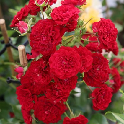 Rose Siluetta Crimson 4Ldp Rose Siluetta Crimson 4Ldp