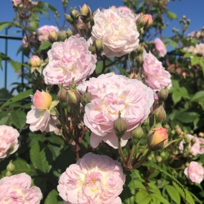 Rose Siluetta Romantic 4Ldp Rose Siluetta Romantic 4Ldp