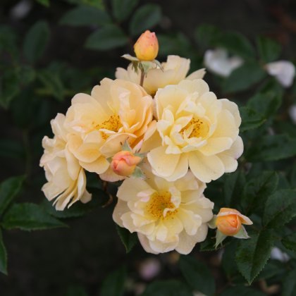 Rose Siluetta Sunny 4Ldp Rose Siluetta Sunny 4Ldp