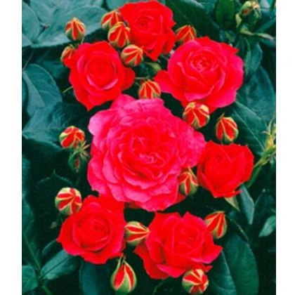 Rose Starlight Express 4Ldp Rose Starlight Express 4Ldp