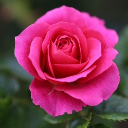 Rose Starlight Express 4Ldp Rose Starlight Express 4Ldp