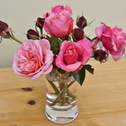 Rose Timeless Pink 3Ldp / 4Ldp Rose Timeless Pink 3Ldp / 4Ldp