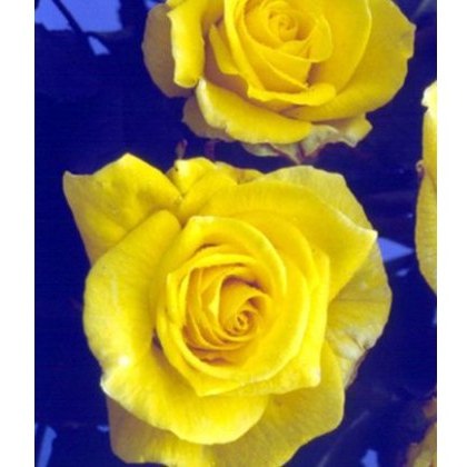 Rose Korresia 3Ldp / 5Ldp Rose Korresia 3Ldp / 5Ldp