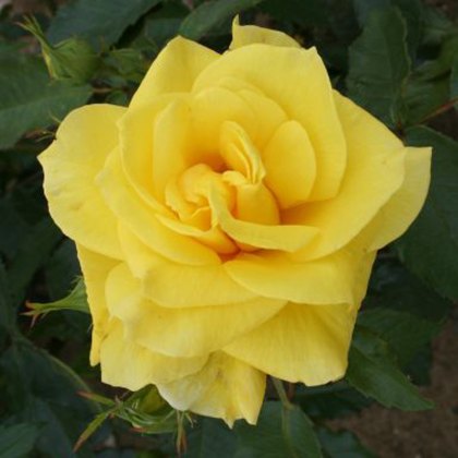 Rose Korresia 3Ldp Rose Korresia 3Ldp