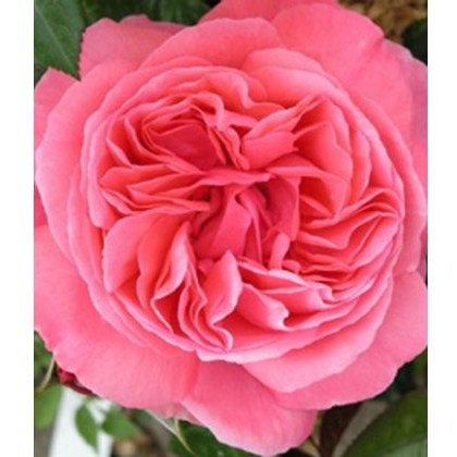 Rose Special Anniversary 3Ldp / 5Ldp Rose Special Anniversary 3Ldp / 5Ldp