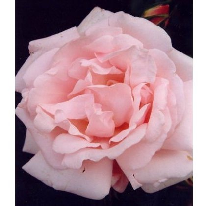 Rose The New Dawn 4Ldp / 5Ldp Rose The New Dawn 4Ldp / 5Ldp