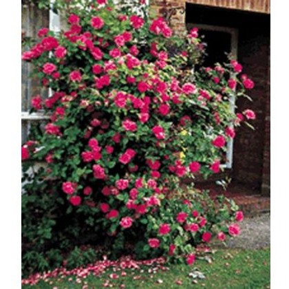 Rose Zepherine Drouhin 5Ldp Rose Zepherine Drouhin 5Ldp