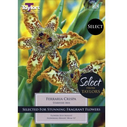 TAYLORS Ferraria Crispa - Special Edition