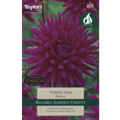 TAYLORS Dahlia Purple Gem