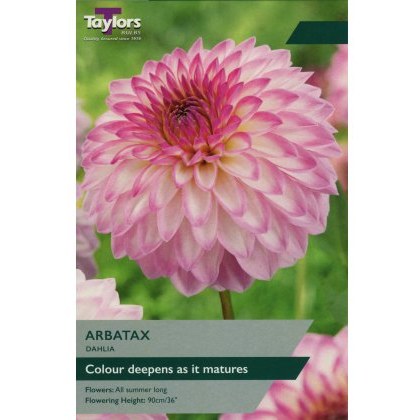 TAYLORS Dahlia Arbatax