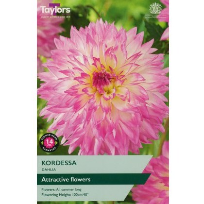TAYLORS Dahlia Kordessa