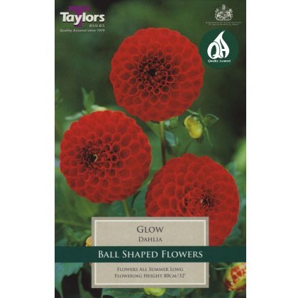 TAYLORS Dahlia Glow