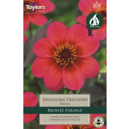TAYLORS Dahlia Dahlegria Tricolore