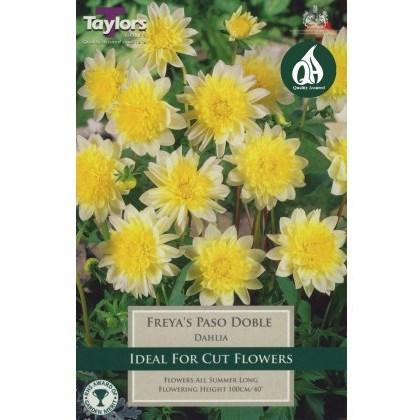 TAYLORS Dahlia Freyas Paso Doble