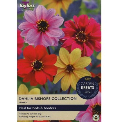 TAYLORS Dahlia Bishops Collection