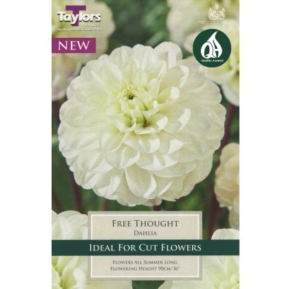TAYLORS Dahlia Free Thought