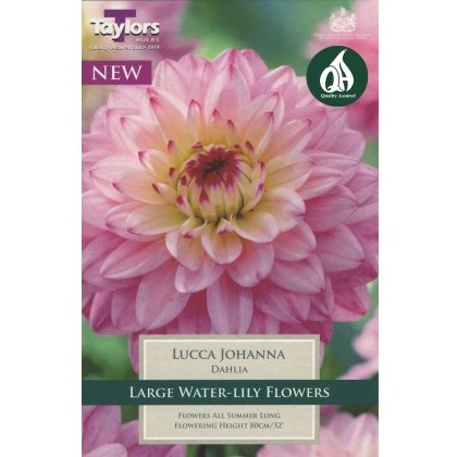 TAYLORS Dahlia Lucca Johanna