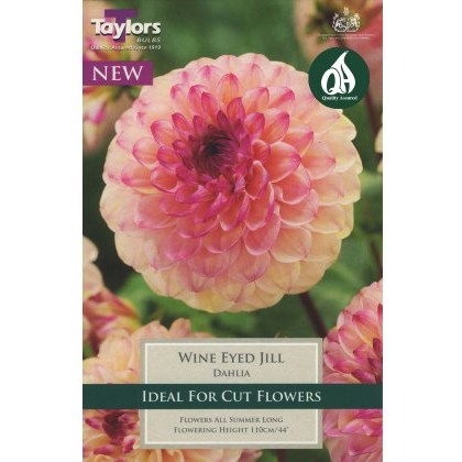 TAYLORS Dahlia Wine Eyed Jill