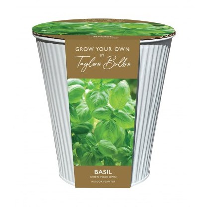 TAYLORS Indoor Basil Zinc Planter