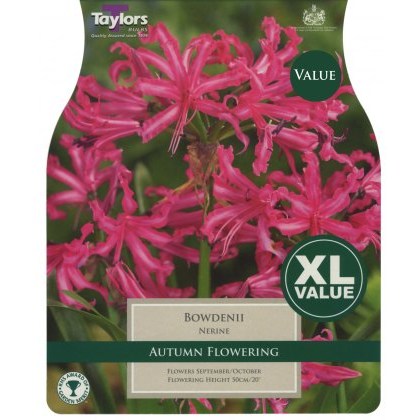 TAYLORS Nerine Bowdenii XL Value