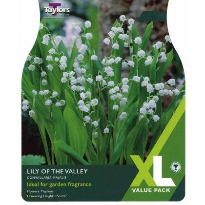 TAYLORS Lily Of The Valley XL Value
