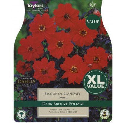 TAYLORS Dahlia Bishop Of Llandaff XL Value
