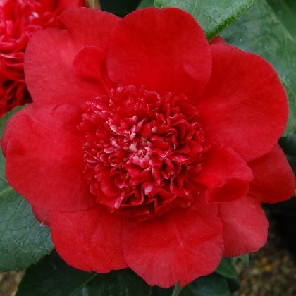 Camellia x williamsii Ruby Wedding 3L Camellia x williamsii Ruby Wedding 3L