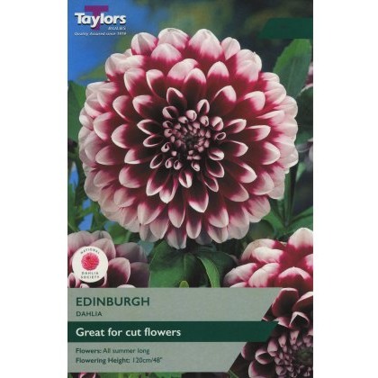 TAYLORS Dahlia Edinburgh