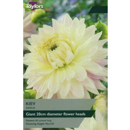 TAYLORS Dahlia Kiev