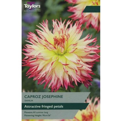 TAYLORS Dahlia Caproz Josephine