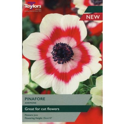 TAYLORS Anemone Pinafore (Coronaria Bicolor)
