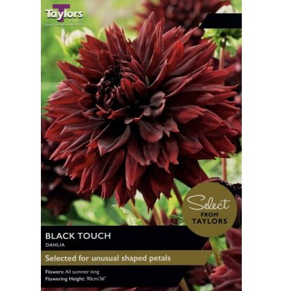 TAYLORS Dahlia Black Touch - Special Edition