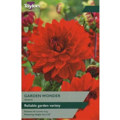 TAYLORS Dahlia Garden Wonder