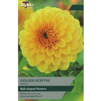 TAYLORS Dahlia Golden Sceptre
