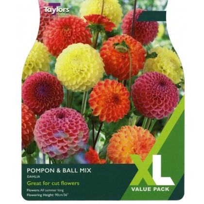 TAYLORS Dahlia Pompons & Ball Mixed XL Value